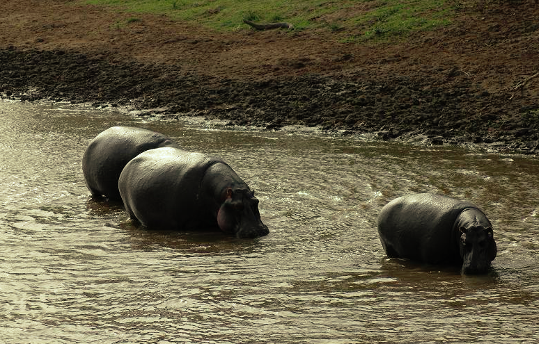 f:id:KirigirisuMax:20210606165503p:plain