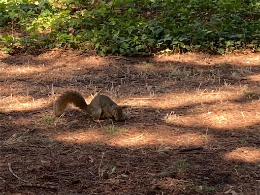 f:id:KirigirisuMax:20221015194500j:image