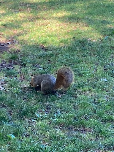 f:id:KirigirisuMax:20221015194651j:image