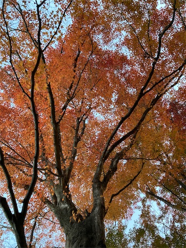 f:id:KirigirisuMax:20231122094125j:image