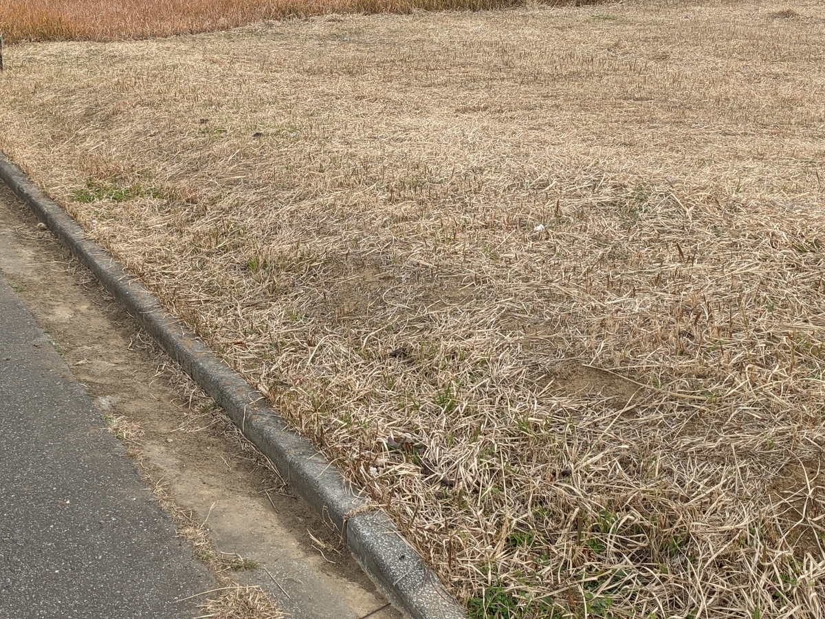 f:id:Kisaradu_Kaneda:20210710203449j:plain