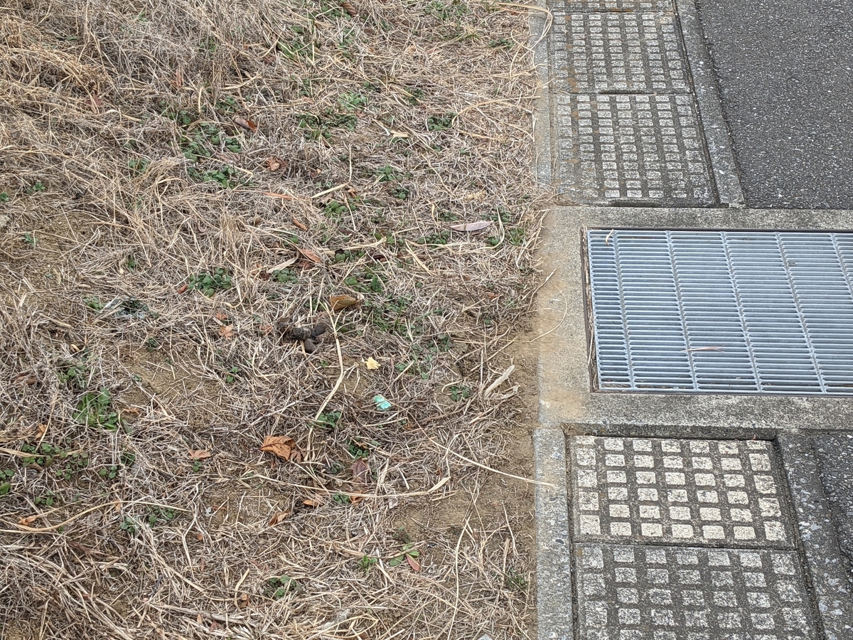 f:id:Kisaradu_Kaneda:20210710203531j:plain