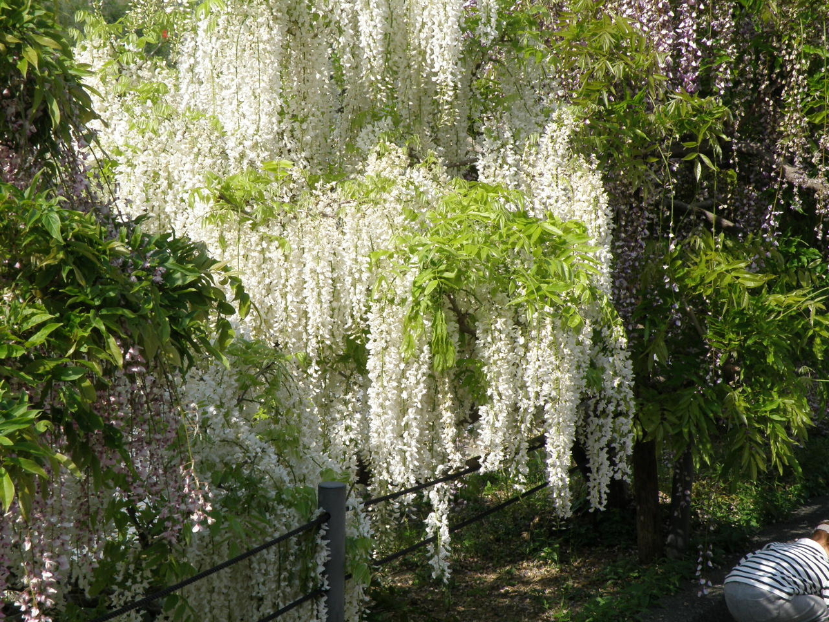 f:id:Kitajskaya:20210502151826j:plain