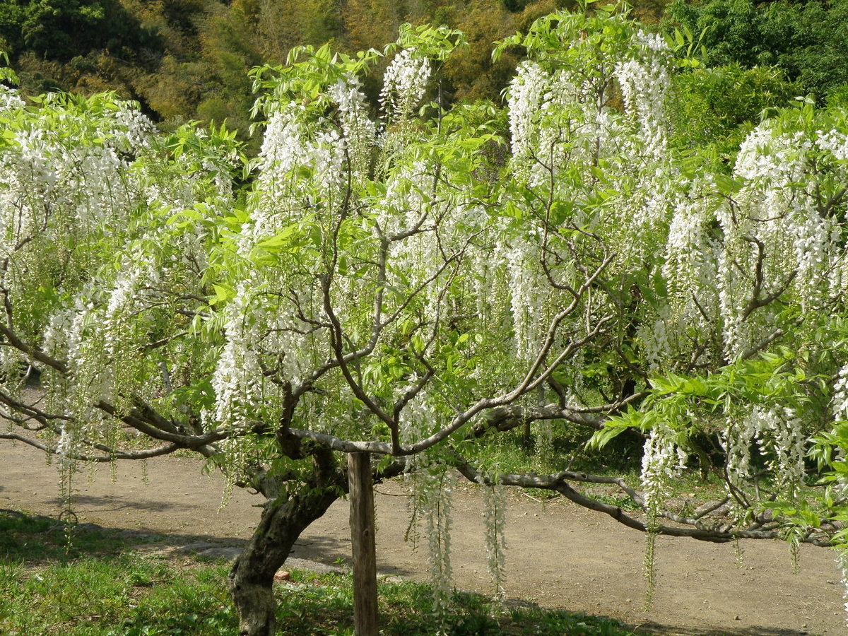 f:id:Kitajskaya:20210502152757j:plain