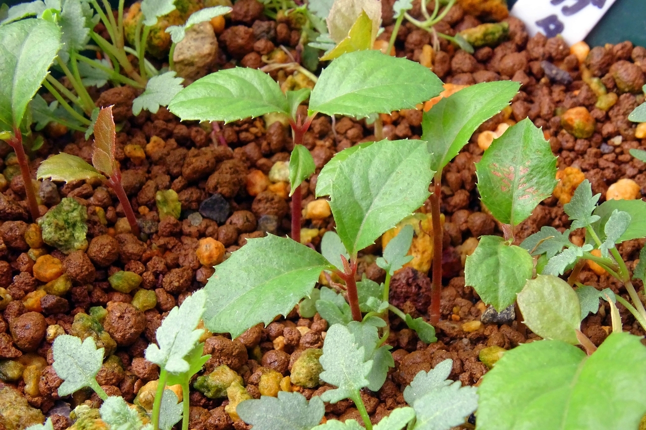 不分明だった発芽苗の正体とは？ えっ、そうだったの、丈夫に育てよ