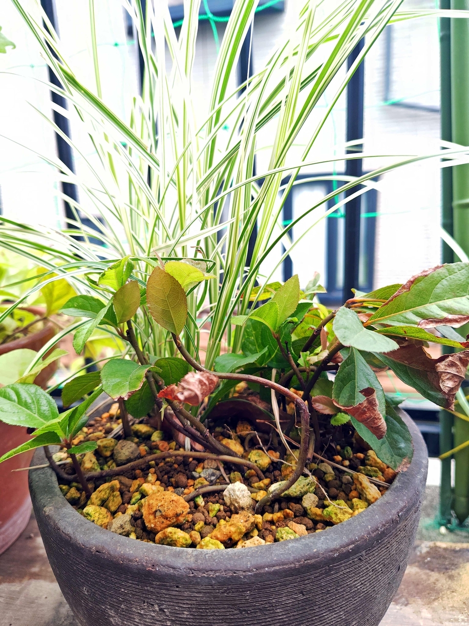 不分明だった発芽苗の正体とは？ えっ、そうだったの、丈夫に育てよ