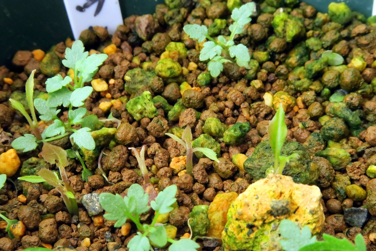 不分明だった発芽苗の正体とは？ えっ、そうだったの、丈夫に育てよ