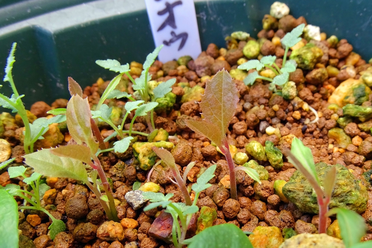 不分明だった発芽苗の正体とは？ えっ、そうだったの、丈夫に育てよ