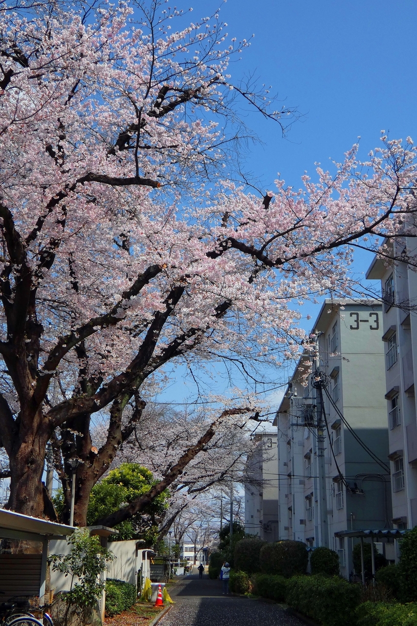 クリックすると大きな画像が表示されます。{戻る}ボタンを押すと元のページに復帰します。 20260328145501
