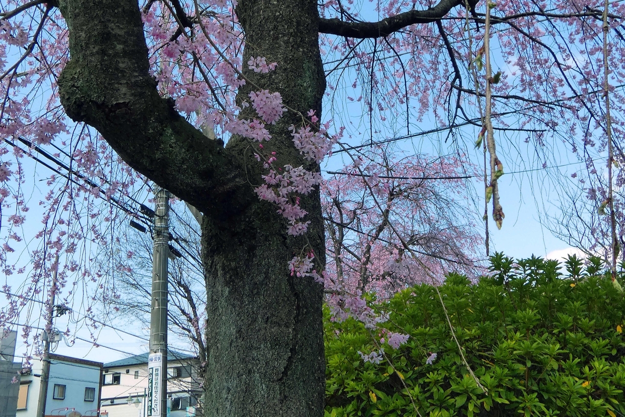 クリックすると大きな画像が表示されます。{戻る}ボタンを押すと元のページに復帰します。 20260328145519