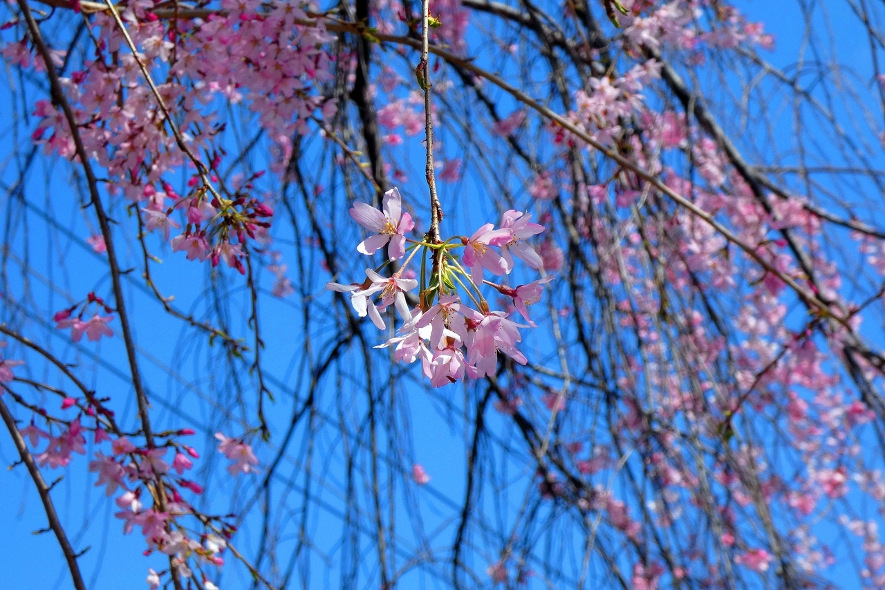 クリックすると大きな画像が表示されます。{戻る}ボタンを押すと元のページに復帰します。 20260328145600