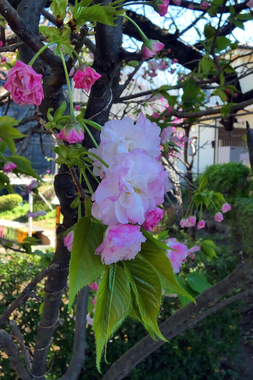 クリックすると大きな画像が表示されます。{戻る}ボタンを押すと元のページに復帰します。 20260408151204