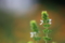 2009夏 田舎 ．．．．花？草？