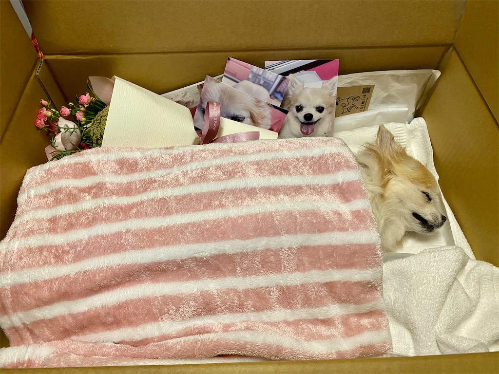 f:id:KizunaKiraKira:20201225174853j:image f:id:KizunaKiraKira:20201225174853j:image