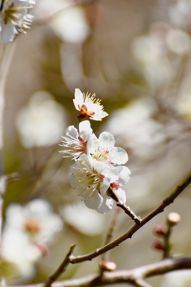 f:id:KoBaPhotos:20190325231915j:plain f:id:KoBaPhotos:20190325231915j:plain