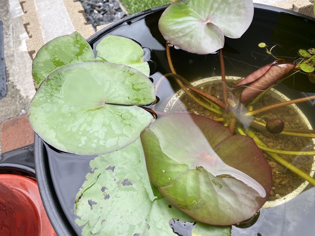 f:id:Koalakko:20210628093534j:plain