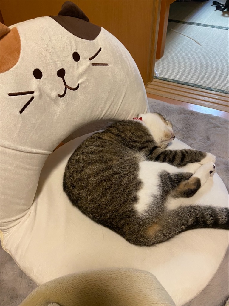 f:id:KobayannANIMAL:20211230142239j:image f:id:KobayannANIMAL:20211230142239j:image