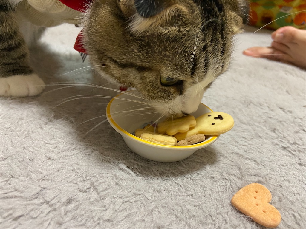 f:id:KobayannANIMAL:20211230142412j:image f:id:KobayannANIMAL:20211230142412j:image