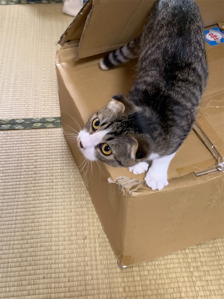 f:id:KobayannANIMAL:20211230142512j:image f:id:KobayannANIMAL:20211230142512j:image