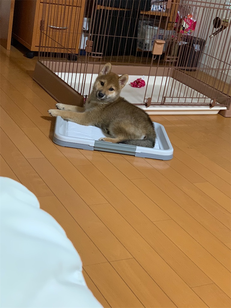 f:id:KobayannANIMAL:20211230142643j:image f:id:KobayannANIMAL:20211230142643j:image