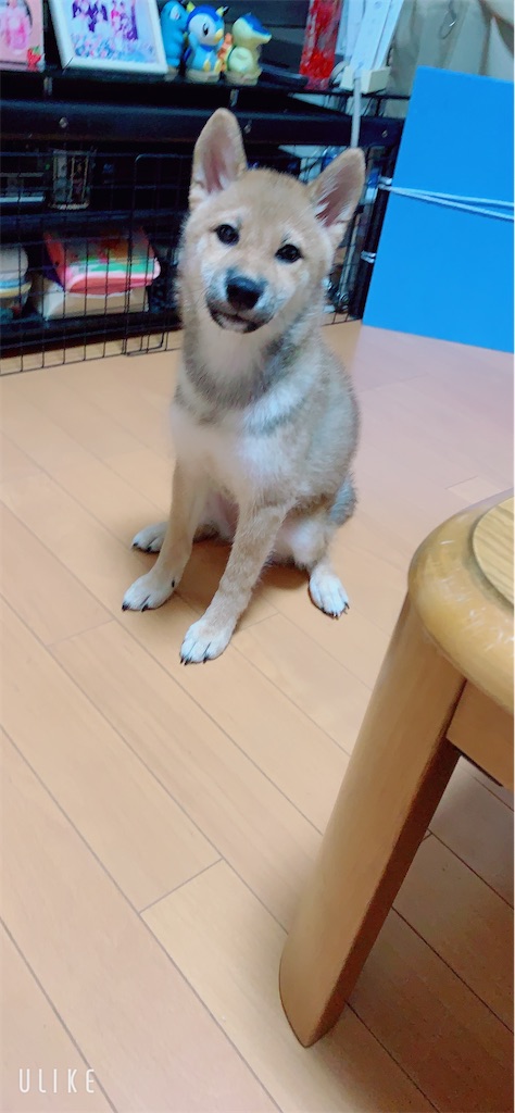 f:id:KobayannANIMAL:20211230142840j:image f:id:KobayannANIMAL:20211230142840j:image