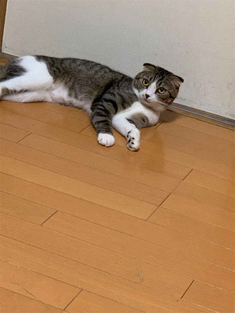 f:id:KobayannANIMAL:20220101025415j:image f:id:KobayannANIMAL:20220101025415j:image