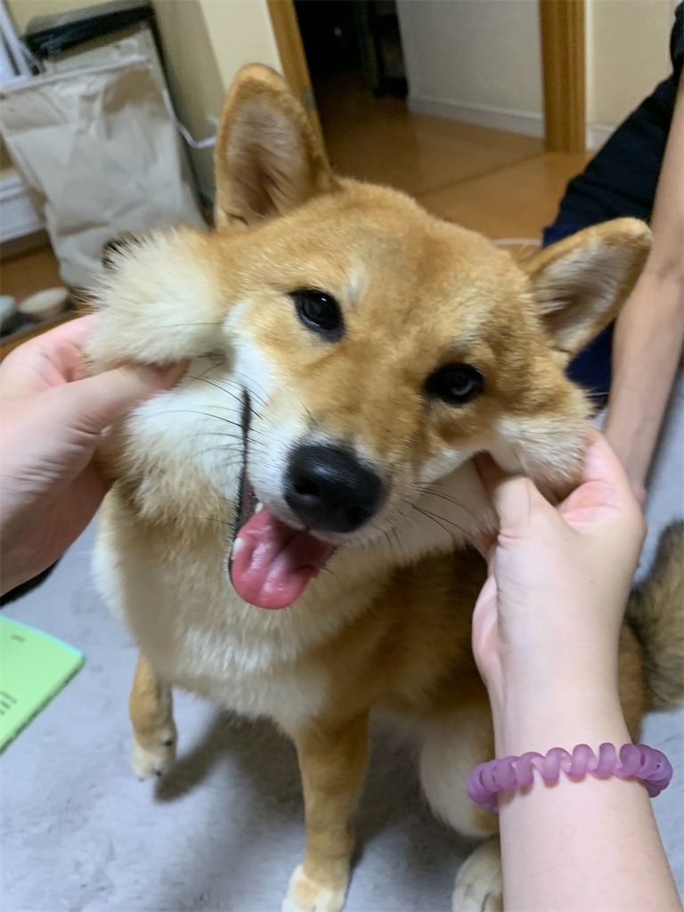 f:id:KobayannANIMAL:20220101025437j:image f:id:KobayannANIMAL:20220101025437j:image