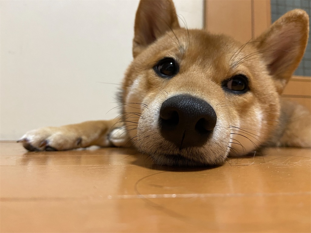 f:id:KobayannANIMAL:20220101025648j:image f:id:KobayannANIMAL:20220101025648j:image