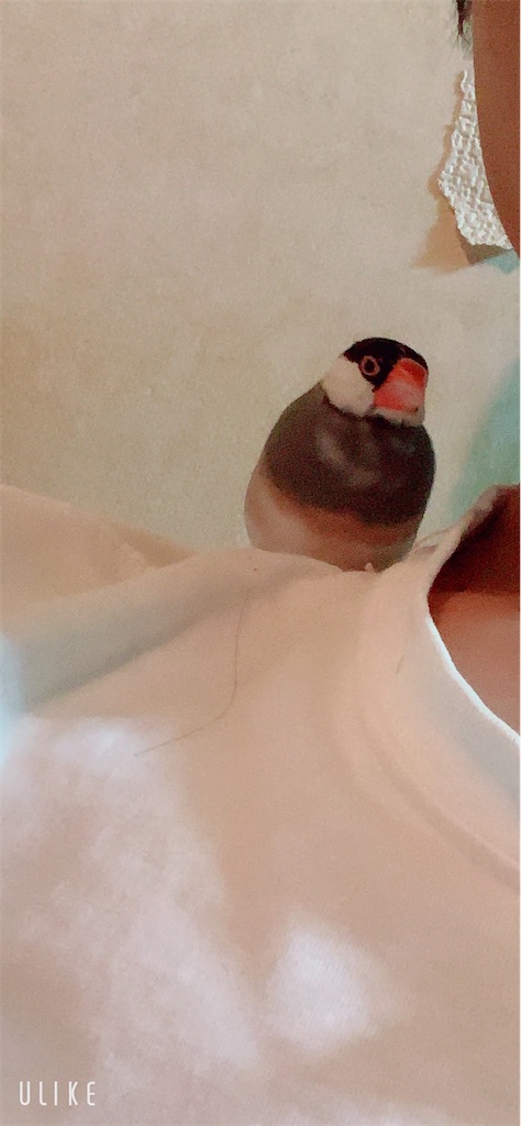 f:id:KobayannANIMAL:20220101025724j:image f:id:KobayannANIMAL:20220101025724j:image