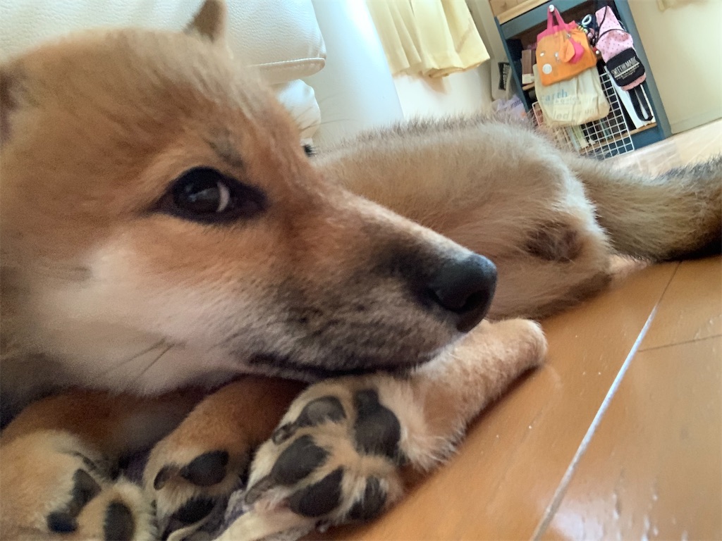 f:id:KobayannANIMAL:20220101025820j:image f:id:KobayannANIMAL:20220101025820j:image