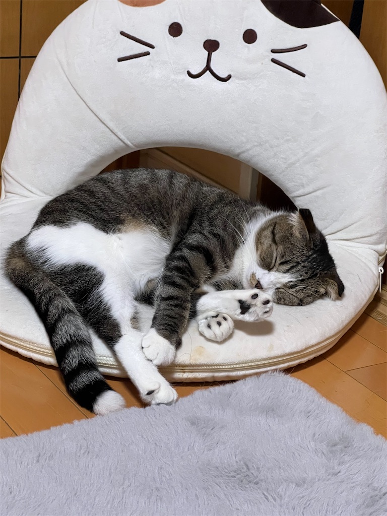 f:id:KobayannANIMAL:20220101025850j:image f:id:KobayannANIMAL:20220101025850j:image