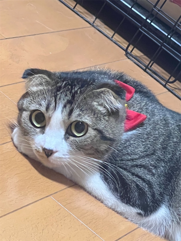 f:id:KobayannANIMAL:20220102201243j:image f:id:KobayannANIMAL:20220102201243j:image