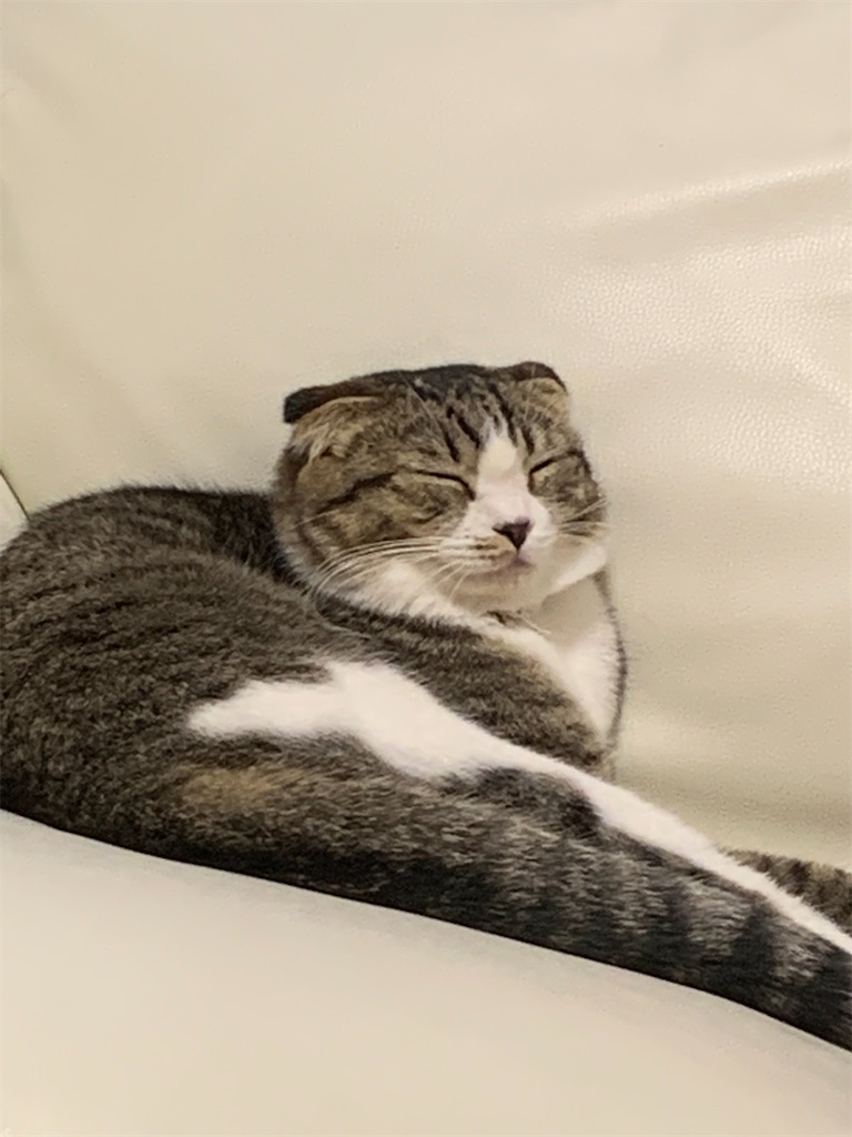 f:id:KobayannANIMAL:20220102201505j:image f:id:KobayannANIMAL:20220102201505j:image