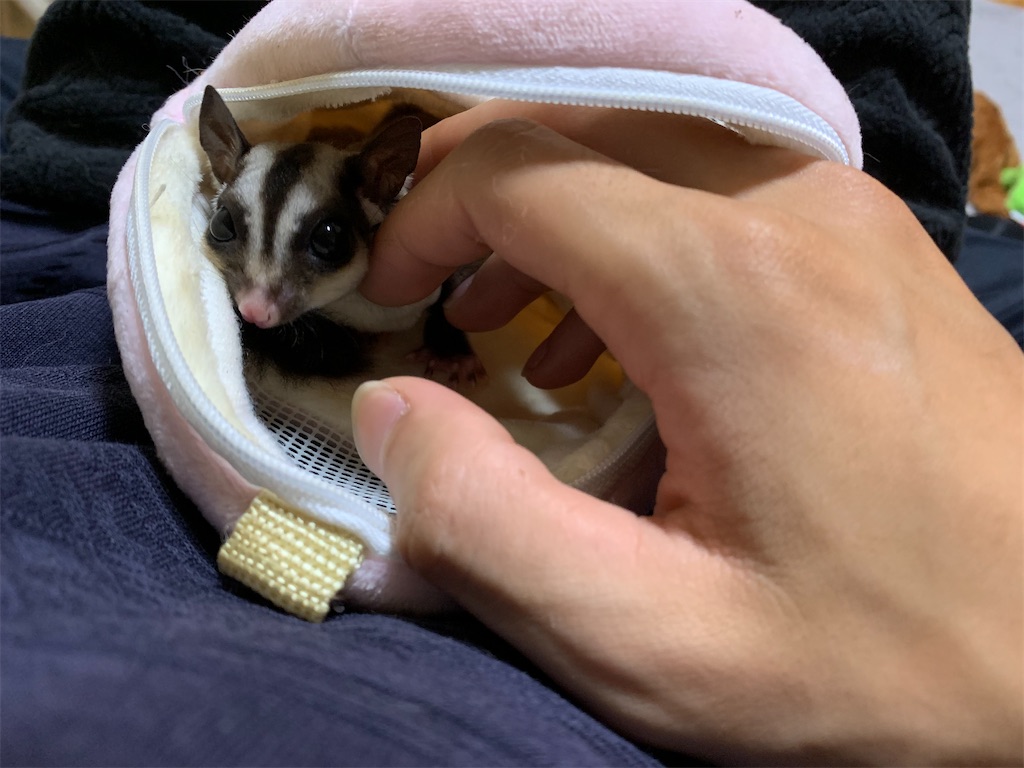 f:id:KobayannANIMAL:20220102201816j:image f:id:KobayannANIMAL:20220102201816j:image