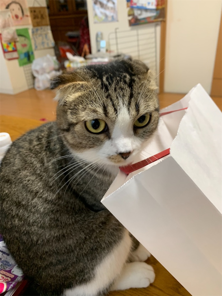 f:id:KobayannANIMAL:20220102201847j:image f:id:KobayannANIMAL:20220102201847j:image