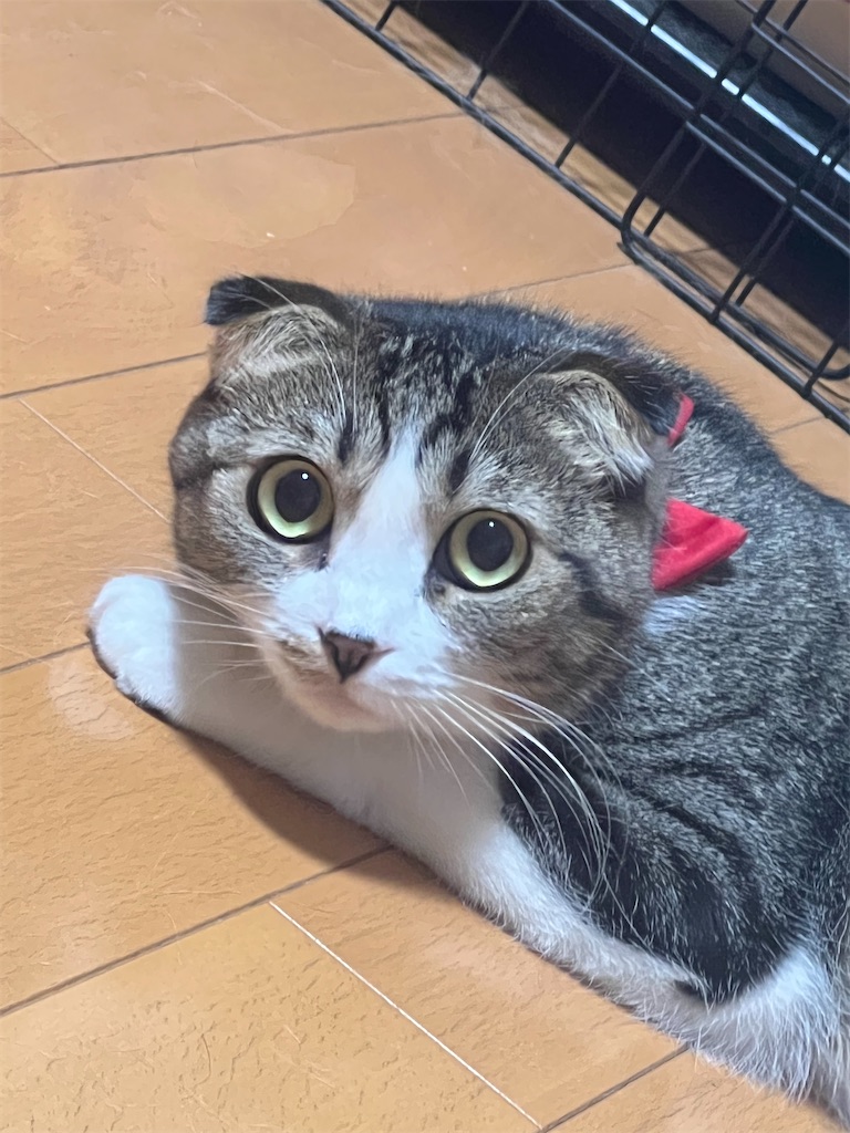 f:id:KobayannANIMAL:20220103015300j:image f:id:KobayannANIMAL:20220103015300j:image