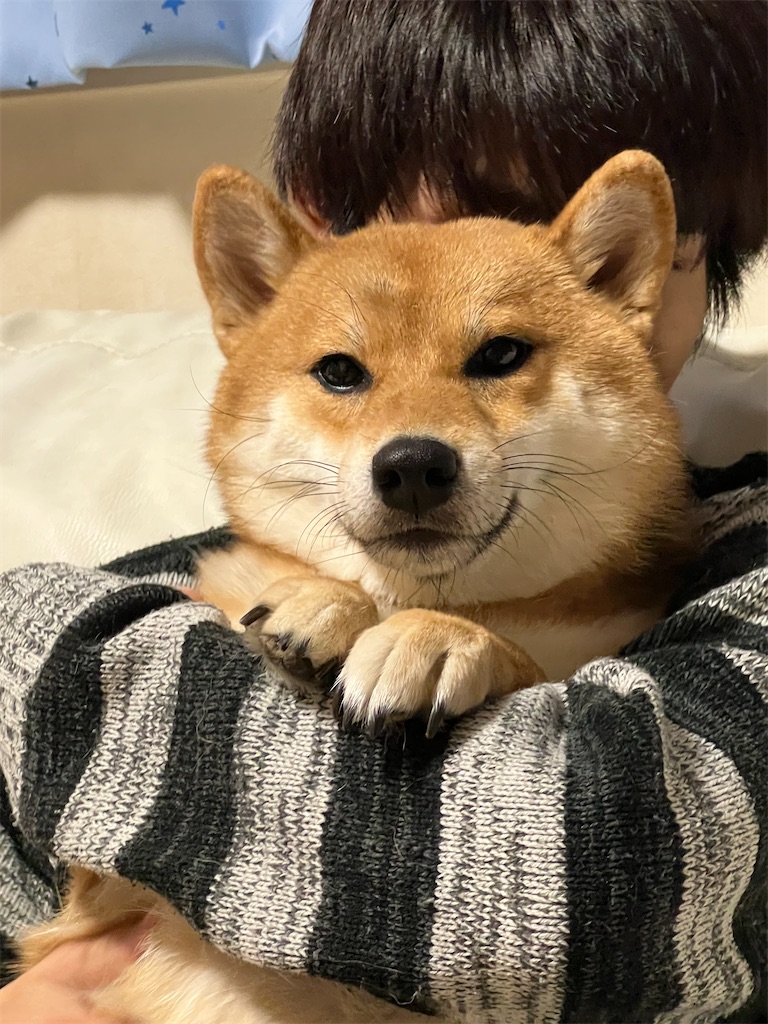 f:id:KobayannANIMAL:20220103020426j:image f:id:KobayannANIMAL:20220103020426j:image