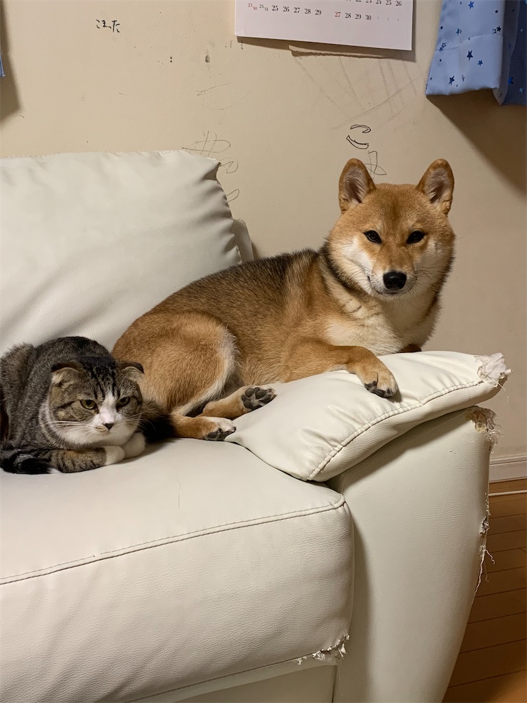 f:id:KobayannANIMAL:20220103020817j:image f:id:KobayannANIMAL:20220103020817j:image