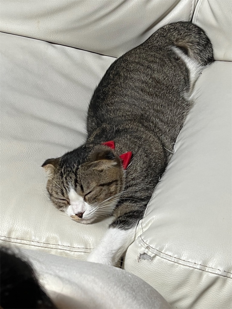 f:id:KobayannANIMAL:20220103020847j:image f:id:KobayannANIMAL:20220103020847j:image