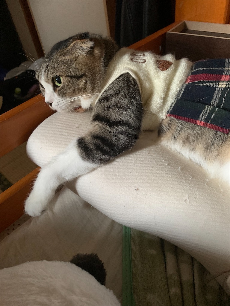 f:id:KobayannANIMAL:20220103020945j:image f:id:KobayannANIMAL:20220103020945j:image