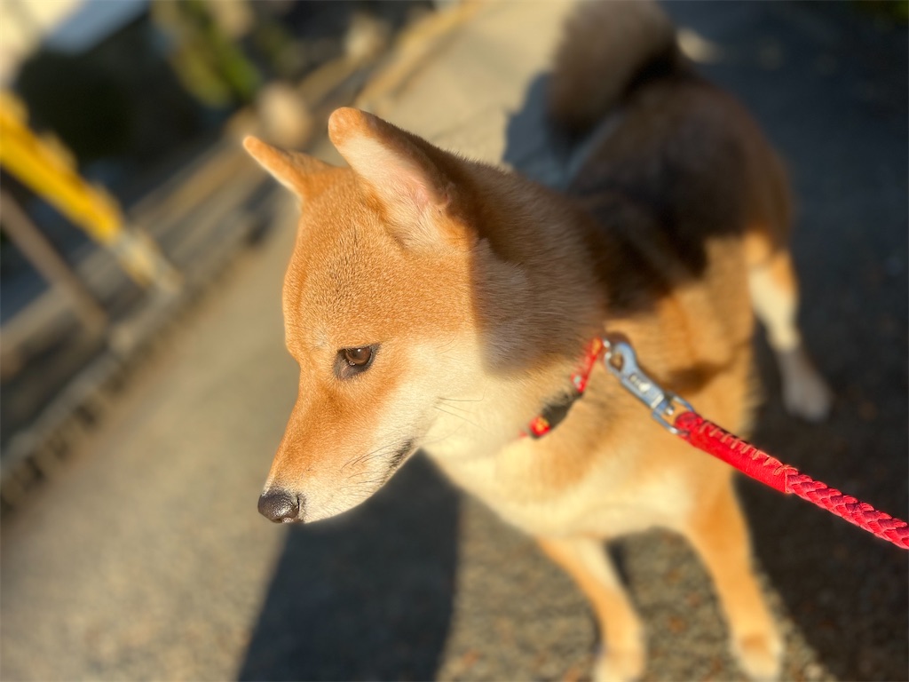 f:id:KobayannANIMAL:20220103021018j:image f:id:KobayannANIMAL:20220103021018j:image