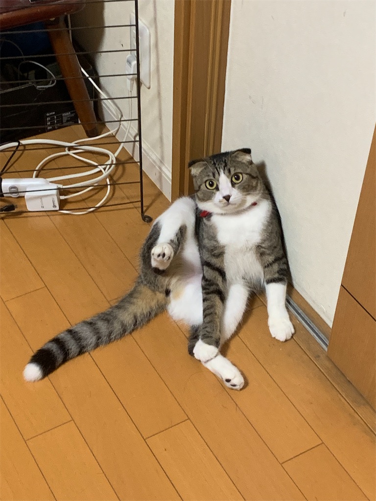 f:id:KobayannANIMAL:20220104114317j:image f:id:KobayannANIMAL:20220104114317j:image