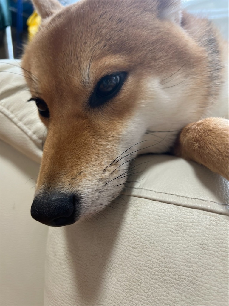 f:id:KobayannANIMAL:20220104114339j:image f:id:KobayannANIMAL:20220104114339j:image