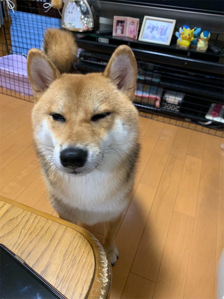 f:id:KobayannANIMAL:20220104114832j:image f:id:KobayannANIMAL:20220104114832j:image