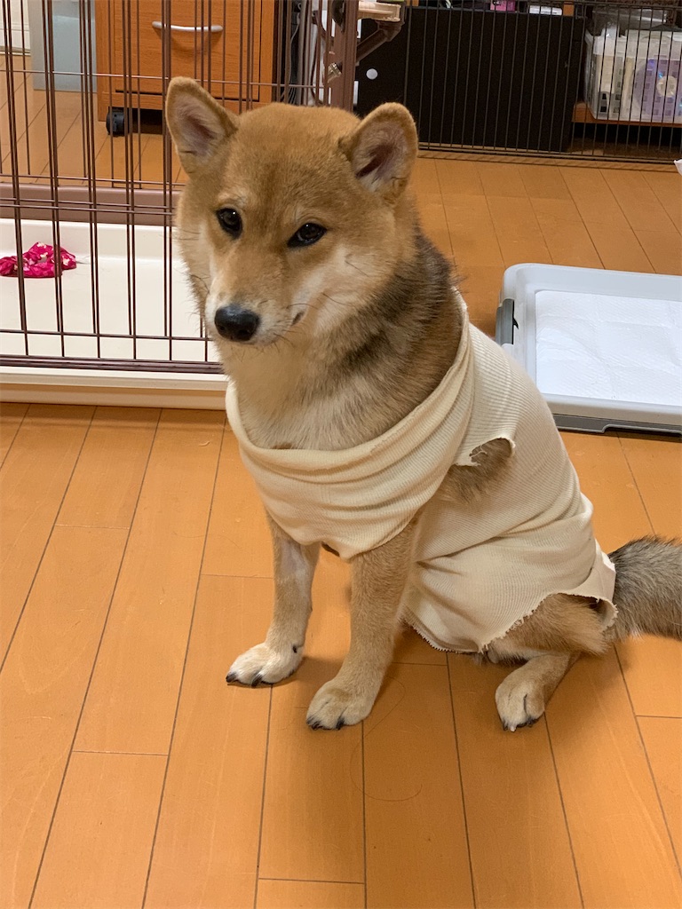 f:id:KobayannANIMAL:20220104115039j:image f:id:KobayannANIMAL:20220104115039j:image