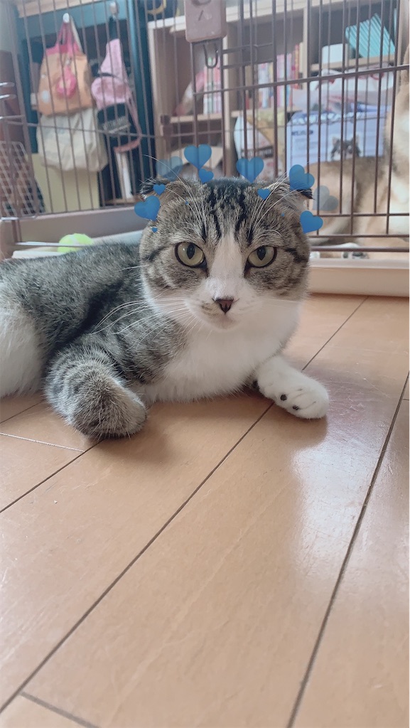 f:id:KobayannANIMAL:20220104115128j:image f:id:KobayannANIMAL:20220104115128j:image