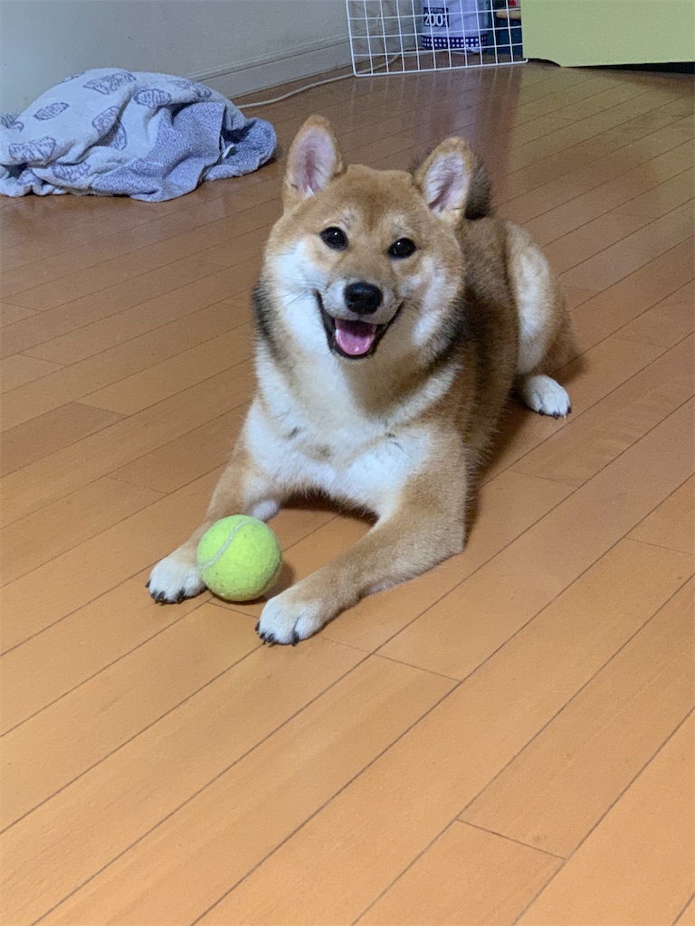 f:id:KobayannANIMAL:20220104115245j:image f:id:KobayannANIMAL:20220104115245j:image