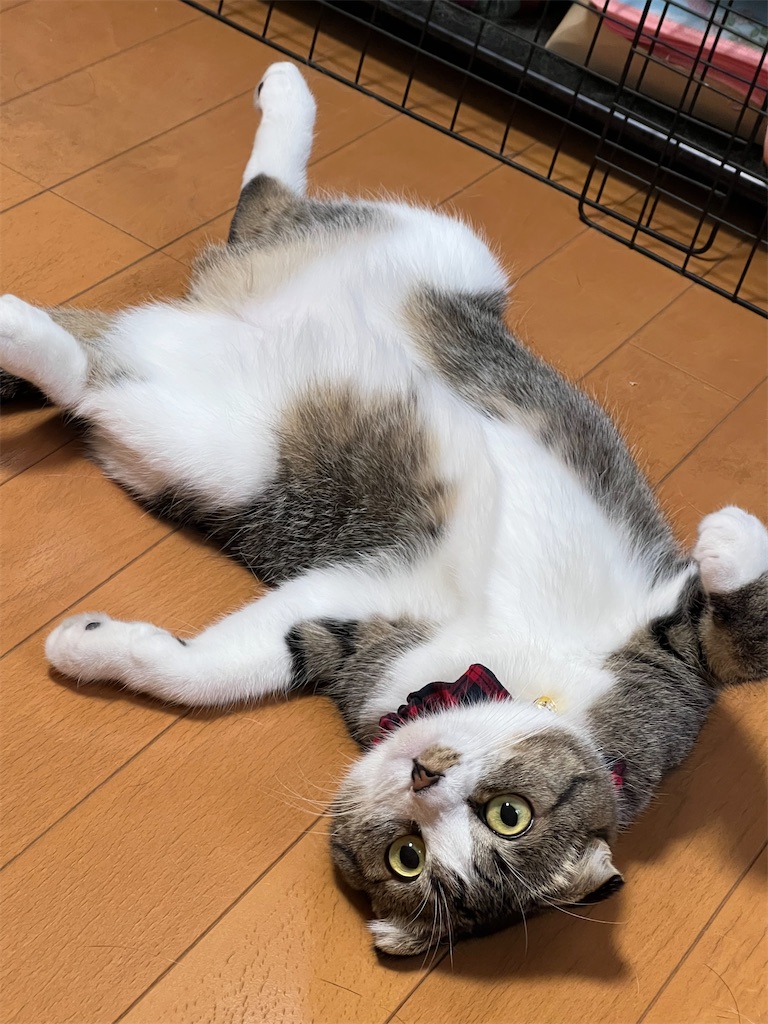 f:id:KobayannANIMAL:20220105132039j:image f:id:KobayannANIMAL:20220105132039j:image