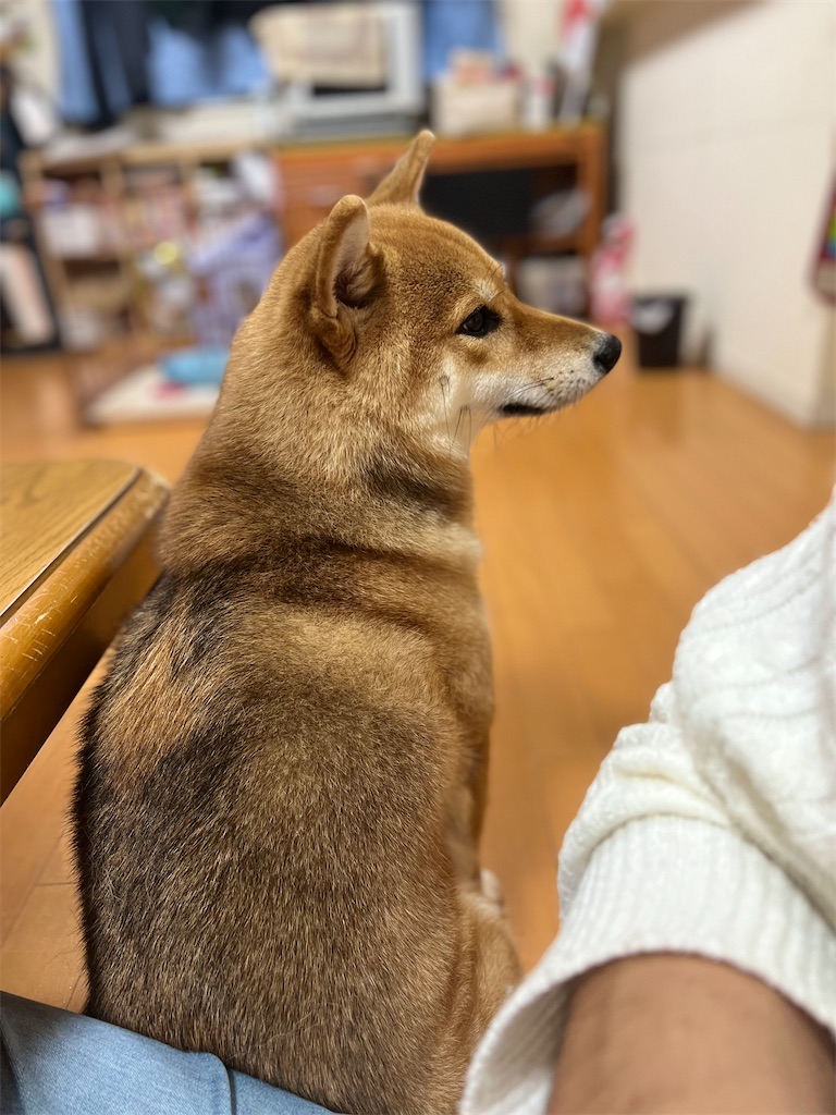 f:id:KobayannANIMAL:20220105132109j:image f:id:KobayannANIMAL:20220105132109j:image