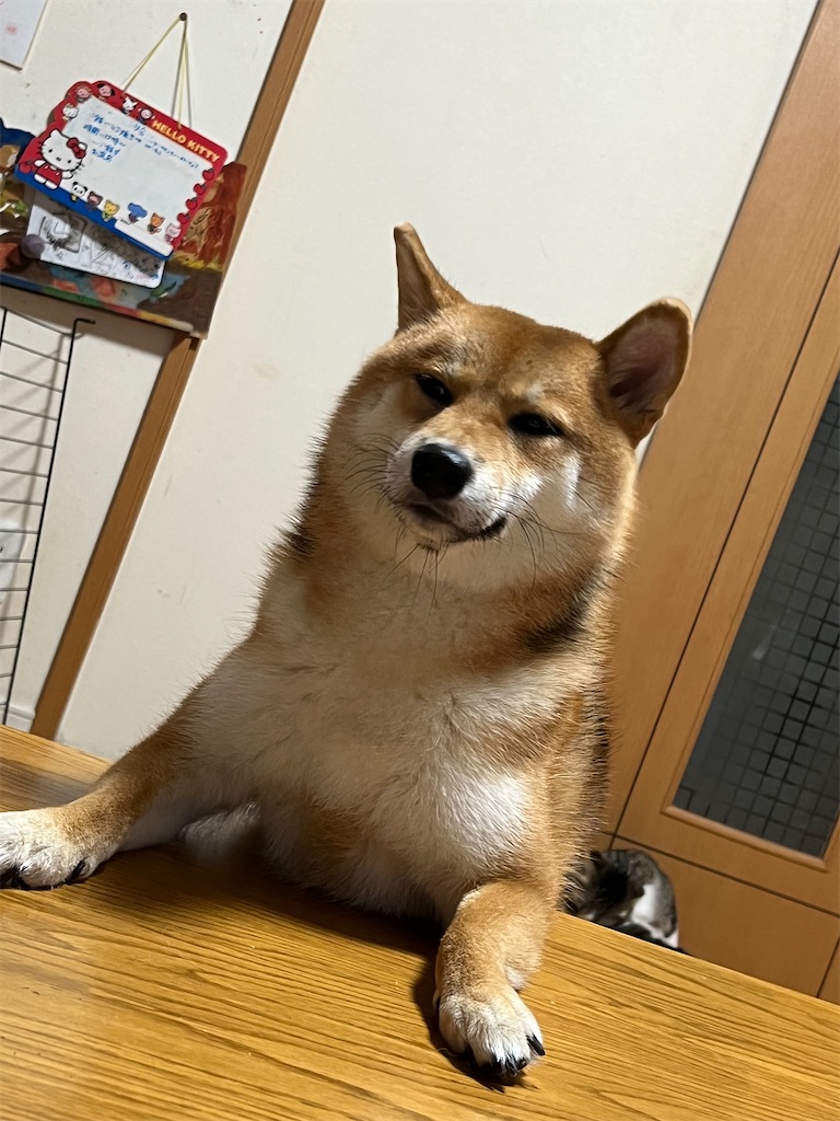 f:id:KobayannANIMAL:20220105132154j:image f:id:KobayannANIMAL:20220105132154j:image